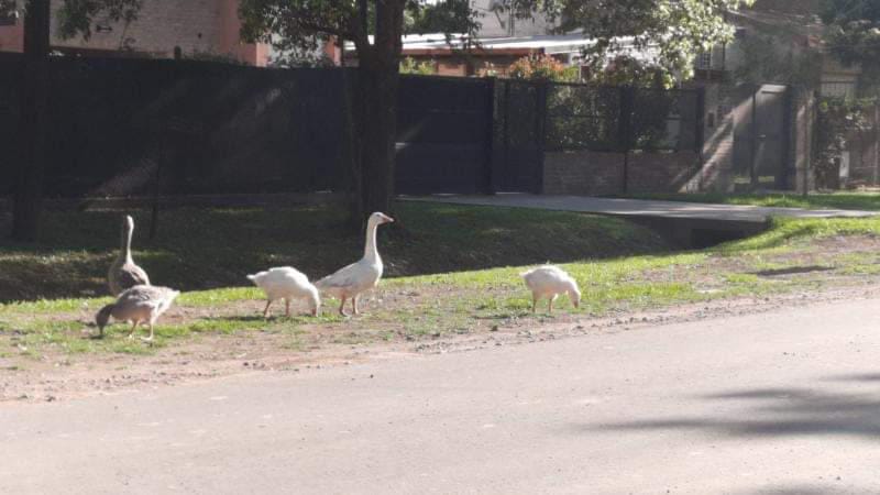 Pánico de ciclistas ante la aparición de "gansos asesinos" en zona de Garita 16